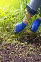 de jardinero mano en un guante con Rasgado malas hierbas. hierba control. primavera preparación de tierra en el jardín foto