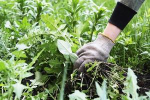 de jardinero mano en un guante con Rasgado malas hierbas. hierba control. primavera preparación de tierra en el jardín foto