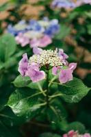 hortensia macrófila, un especies de floración planta en el familia hortensias, con gotas de lluvia en eso foto