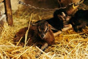 recién nacido marrón bebé cabra, cabra niño, con hermanos y madre cabra 10 minutos después siendo nacido foto