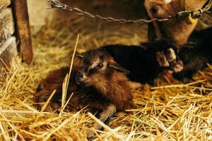 Newborn brown baby goat, goat kid, with siblings and mother goat 10 minutes after being born photo
