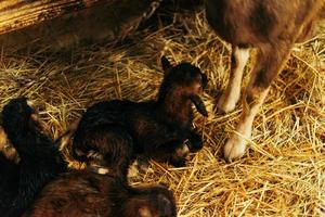 Newborn brown baby goat, goat kid, with siblings and mother goat 10 minutes after being born photo