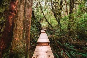 selva sendero ucluelet en Vancouver isla, Canadá foto