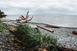 áspero línea costera en Vancouver isla, británico Columbia, Canadá foto