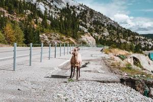 hembra cuerno grande oveja en pie a el lado de un la carretera en alberta, Canadá foto