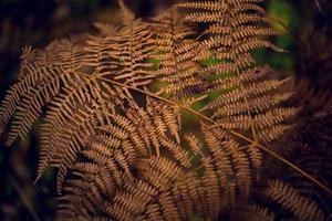 Dry fern leaves natur blur photo