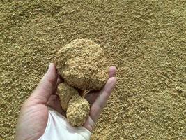Animal feed yellow  granules, agglomerate In the hands of farmers photo