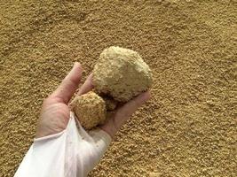 Animal feed yellow  granules, agglomerate In the hands of farmers photo