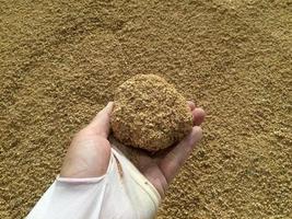 Animal feed yellow  granules, agglomerate In the hands of farmers photo