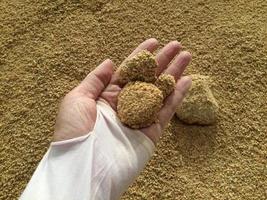 Animal feed yellow  granules, agglomerate In the hands of farmers photo