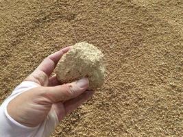 Animal feed yellow  granules, agglomerate In the hands of farmers photo