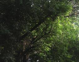 oscuro natural bosque árbol con bosque. botánico temática texturizado antecedentes aislado. foto