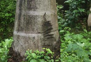 Wild tree trunk botanical outside with animal claw scars or knife line engraving isolated on green leaves bushes on the background. photo