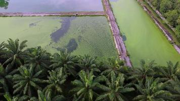 Algae grow at the surface of water treatment video