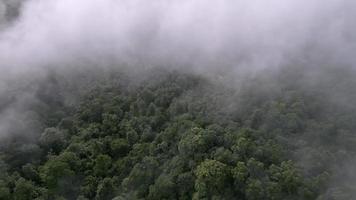 aéreo ver brumoso niebla nube en el verde selva video