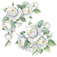 acuarela ramos de flores de blanco rosas, floral vector ilustración