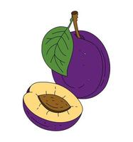 Plum doodle Vector color illustration isolated on a white background