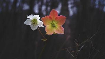 Pair of snowdrops in spring video