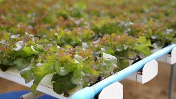 Anbau von rot Eiche und Grün Eiche Grüner Salat durch hydroponisch Methode im ein Trog wo Nährstoffe oder Düngemittel im das bilden von ein Schlamm fließen entlang Trog durch das Gemüse Wurzeln ständig wirbeln. video