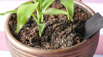 giardinaggio utensili e pianta su un' tavolo con copia spazio . video