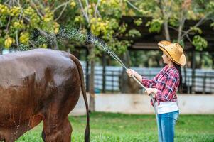 Portrait of Happy young Asian farmer woman wearing hat working to clean cow in farm. Agriculture industry, farming, people, technology and animal husbandry concept. photo