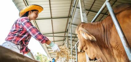 Portrait of Happy Asian farmer woman with bucket of hay feeding cows in cowshed on dairy farm. Agriculture industry, farming, people, technology and animal husbandry concept. photo