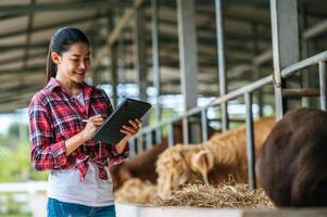 mujer joven agricultora asiática con computadora de tablet pc y vacas en el establo en la granja lechera. concepto de industria agrícola, agricultura, personas, tecnología y cría de animales. foto