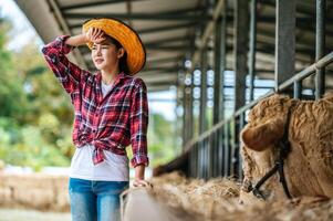 Portrait of Tired young Asian farmer woman working in cowshed on dairy farm. Agriculture industry, farming, people, technology and animal husbandry concept. photo