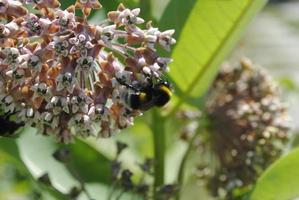 The bee sits on a flower. The bee collects pollen. Summer photo