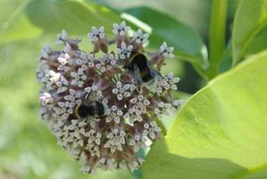 A bee sits on a flower under the bright sun. bee collects pollen photo