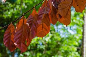 marrón seco hojas para natural antecedentes foto
