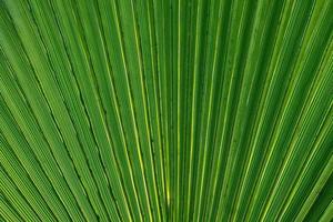 Green palm leaf background. Close up of green palm leaf texture. photo