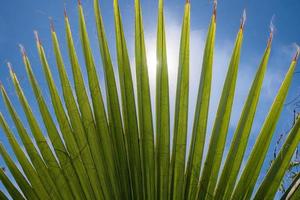 Palm leaves on the background of the blue sky. Tropical background. photo