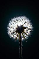 Dandelion flower on the black background. Close-up. photo