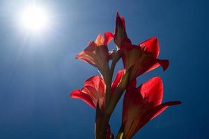 Red gladiolus flower against blue sky with sun rays and lens flare photo