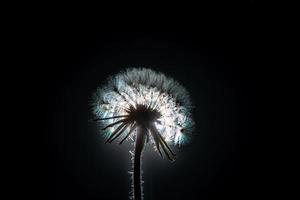 Dandelion flower on the black background. Close-up. photo