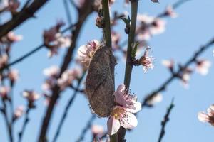 Butterfly on peach blossom in spring, close-up photo