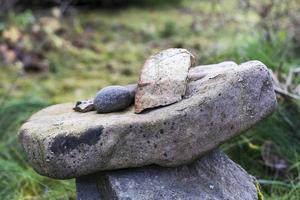 A beautiful composition of natural stones stacked together against a background of green grass photo