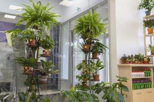 A showcase with indoor flowers in a flower shop, potted indoor flowers, Indoor plants photo