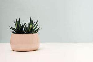 Haworthia in a pot, a pot with succulent plants haworthia on a table photo