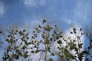 Trees with mistletoe photo