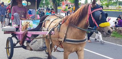 Surakarta, Indonesia, January 8, 2023 Dokar Wisata or chariot joyride in sunday car free day surakarta photo