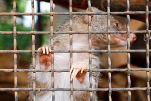 Selective focus of mink that was climbing into his rusty cage. photo