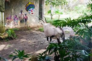 Selective focus of oryx gazella that is relaxing in its cage. photo