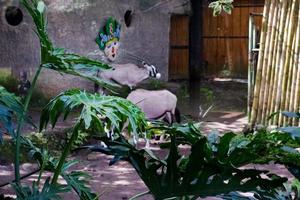 Selective focus of oryx gazella that is relaxing in its cage. photo