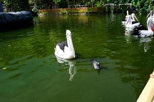 Selective focus of pelicans swimming in the lake. photo