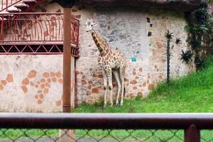 Selective focus of giraffes who are sheltering from the rain. photo