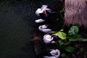 Selective focus of pelicans swimming in the lake. photo