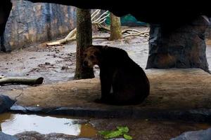 selectivo atención de osos ese son refugio desde el lluvia. foto