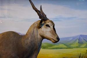 Selective focus of eland antelope standing in its cage. photo